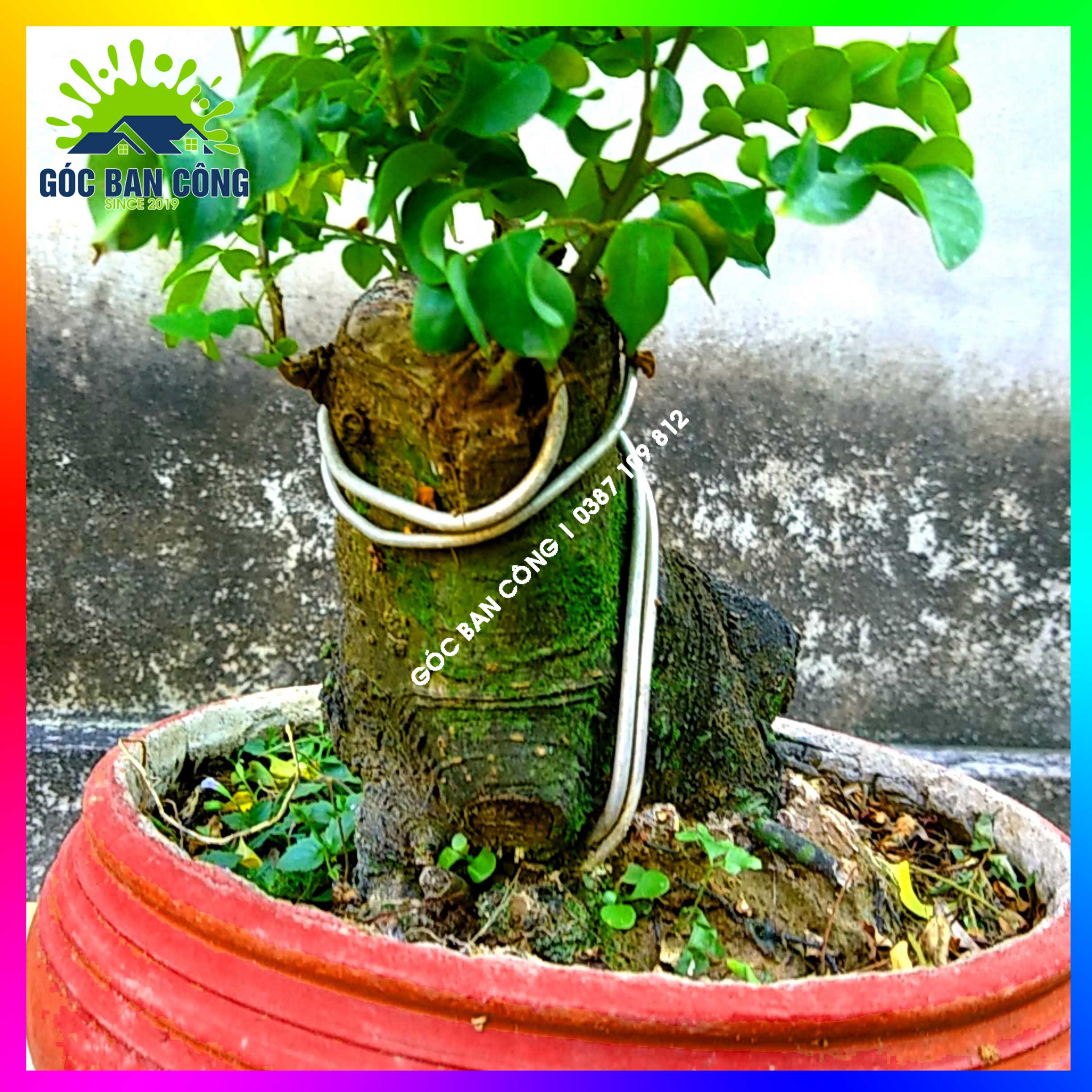 Cây Khế Bonsai Mini Gốc Quái - KBS20