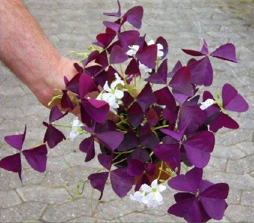 Comho 20 củ giống hoa bướm đêm