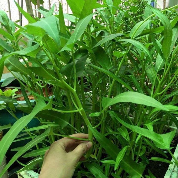 Hạt giống rau muốn gói 50gram