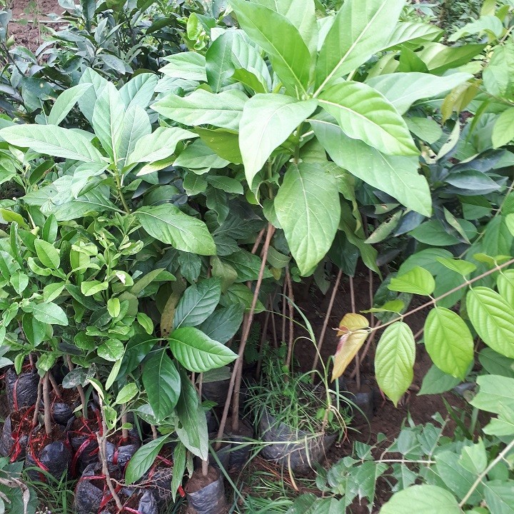 Cây giống nhàu - 7687