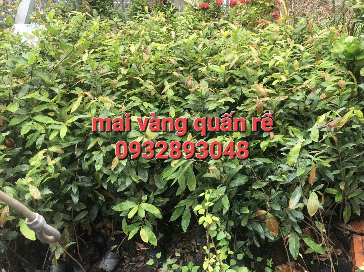 Cây giống mai con quấn rể,cây cao trung bình 70cm đến 150cm