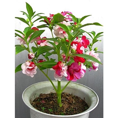 1kg Phân Lân dạng bột dùng ủ phân + bón gốc, hạ phèn, khử chua đất