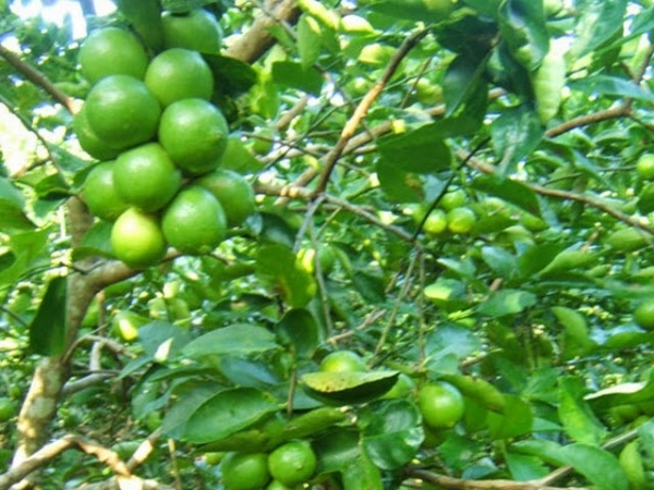 CÂY GIỐNG CHANH GIẤY KHÔNG HẠT [ GIỐNG MỚI - SIÊU SỚM ].