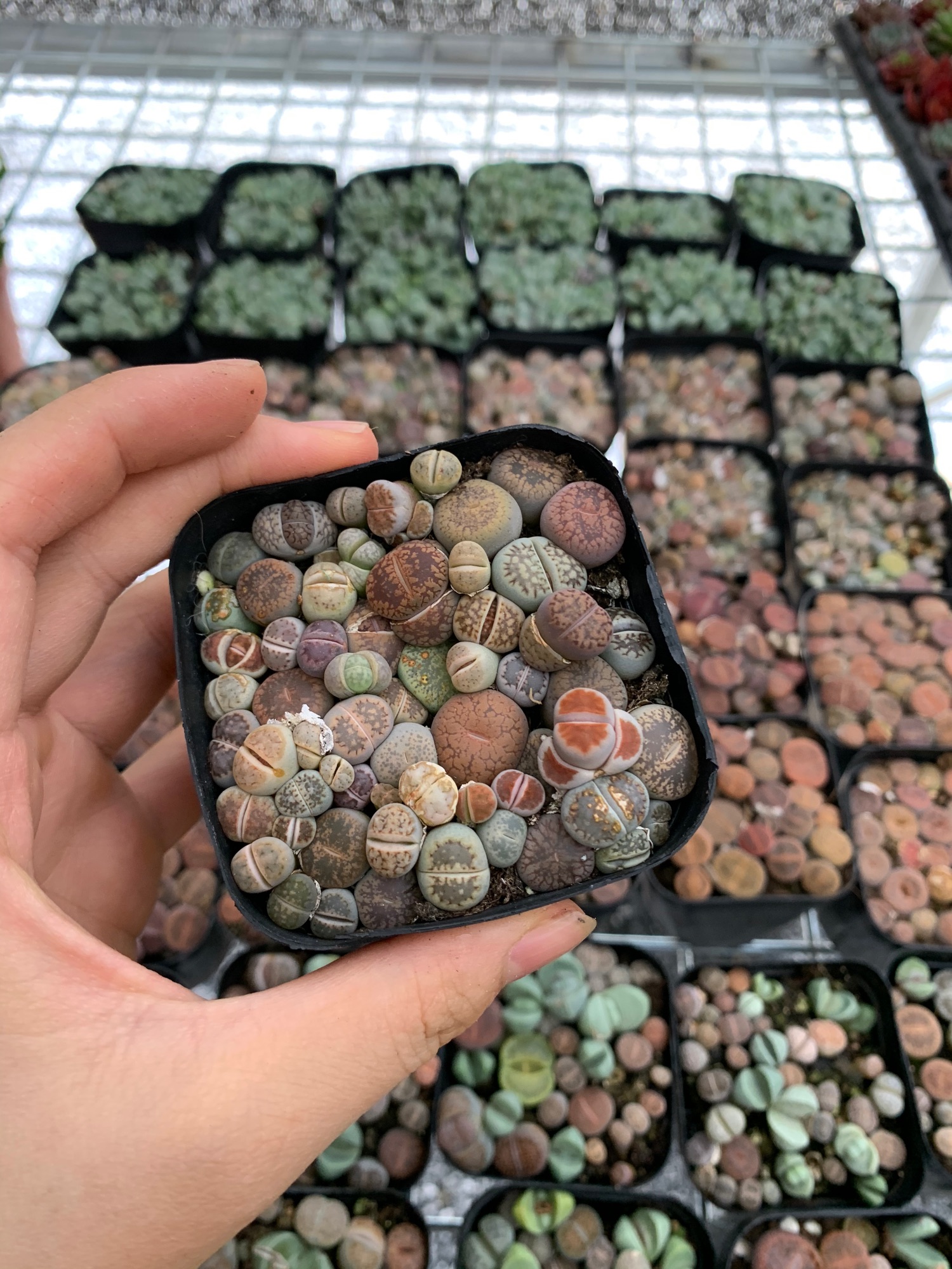 Thạch lan. Sen mông. Lithops