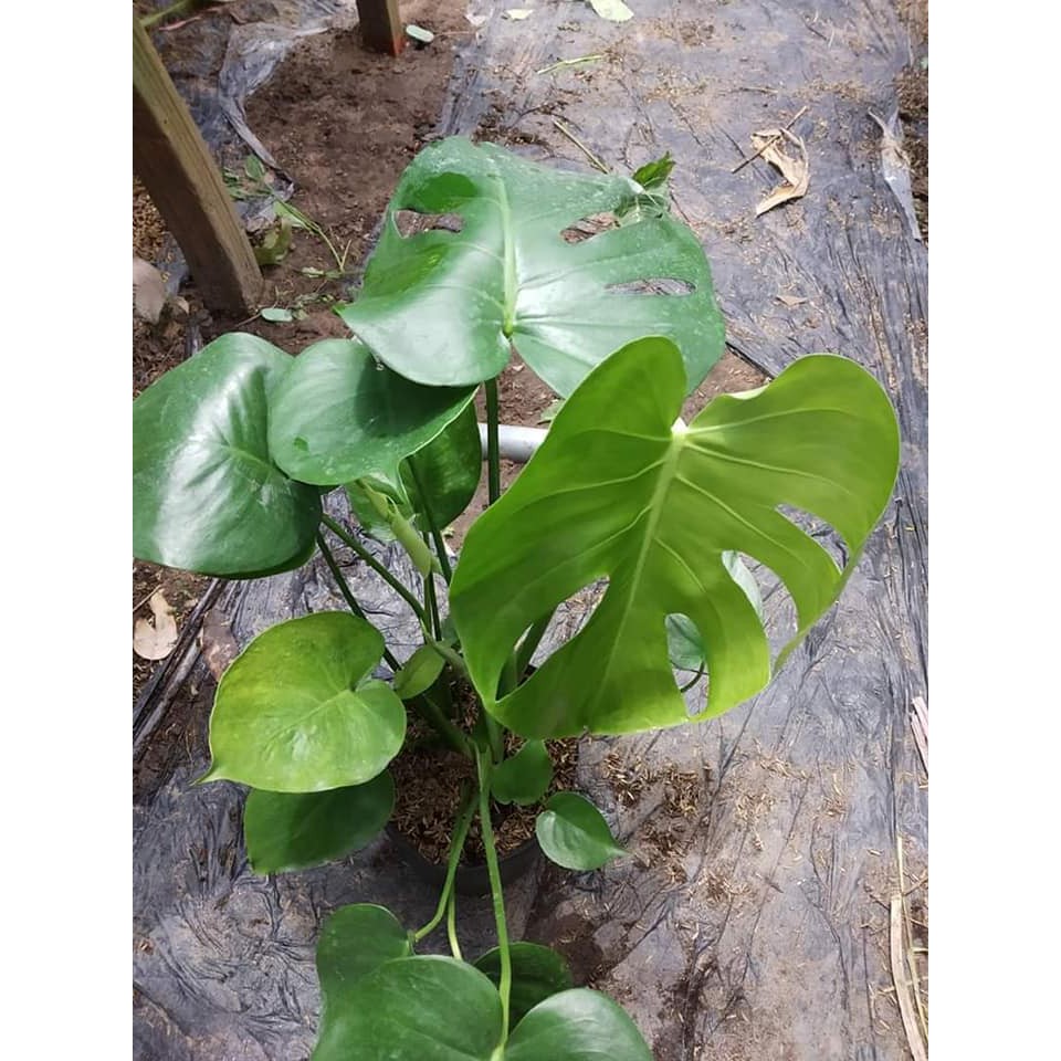 (shop uy tín) Trầu bà Lá Xẻ Nam Mỹ (Monstera deliciosa)