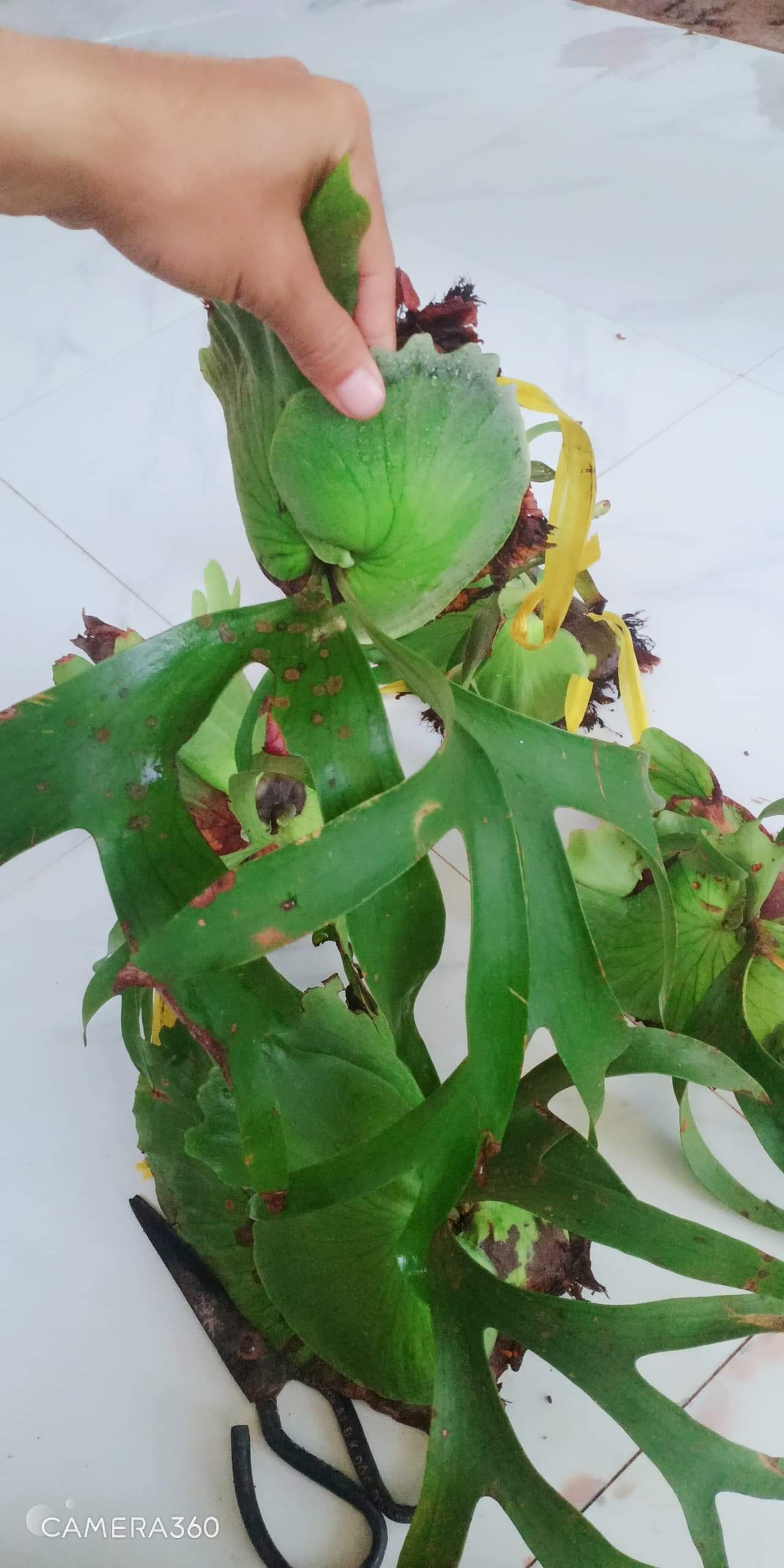 cây ổ rồng