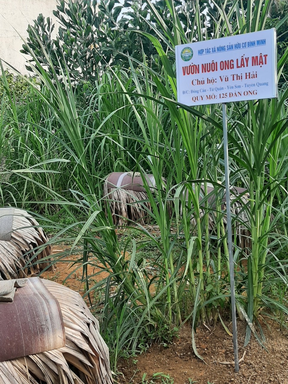 mật ong đông trùng hạ thảo BÌNH MINH
