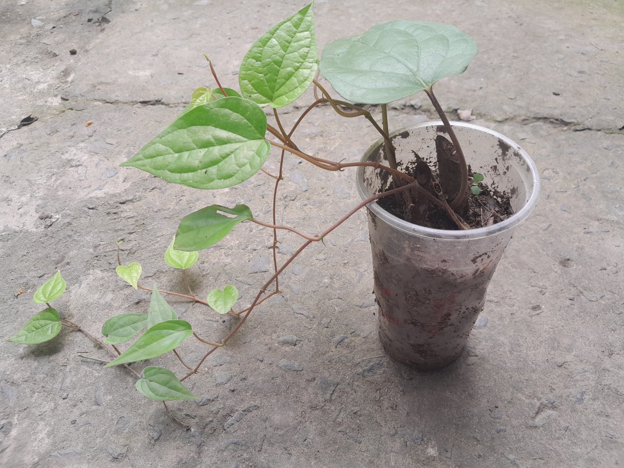 Chậu cây giống lá trầu không ( trầu quế, trầu nhai với cau)