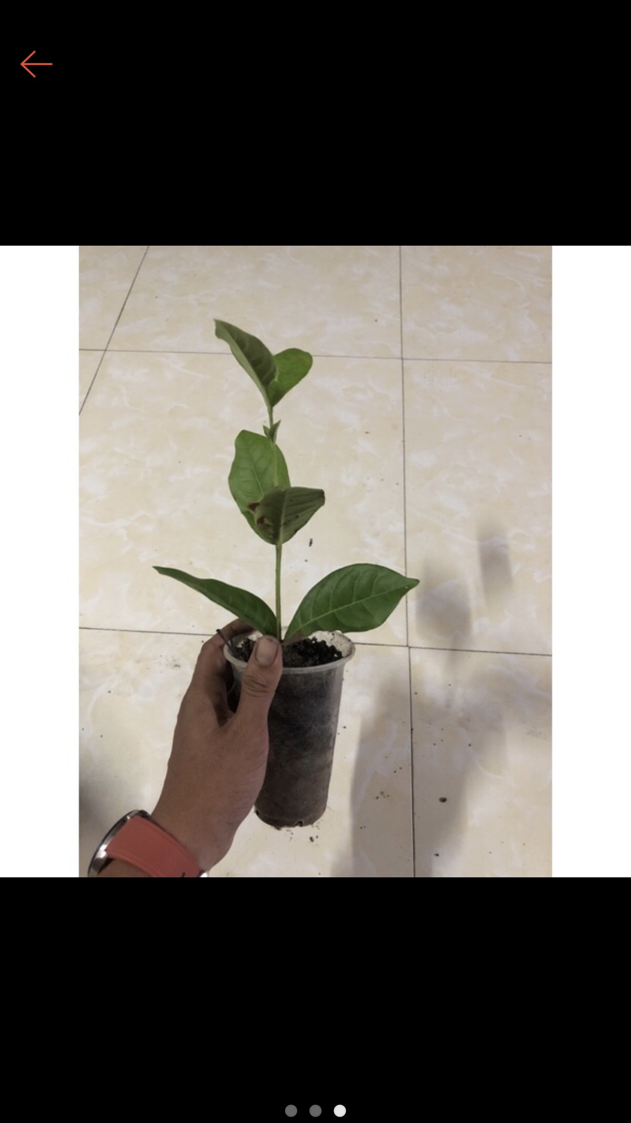 Bông trang mỹ vàng nghệ ( cây giống)