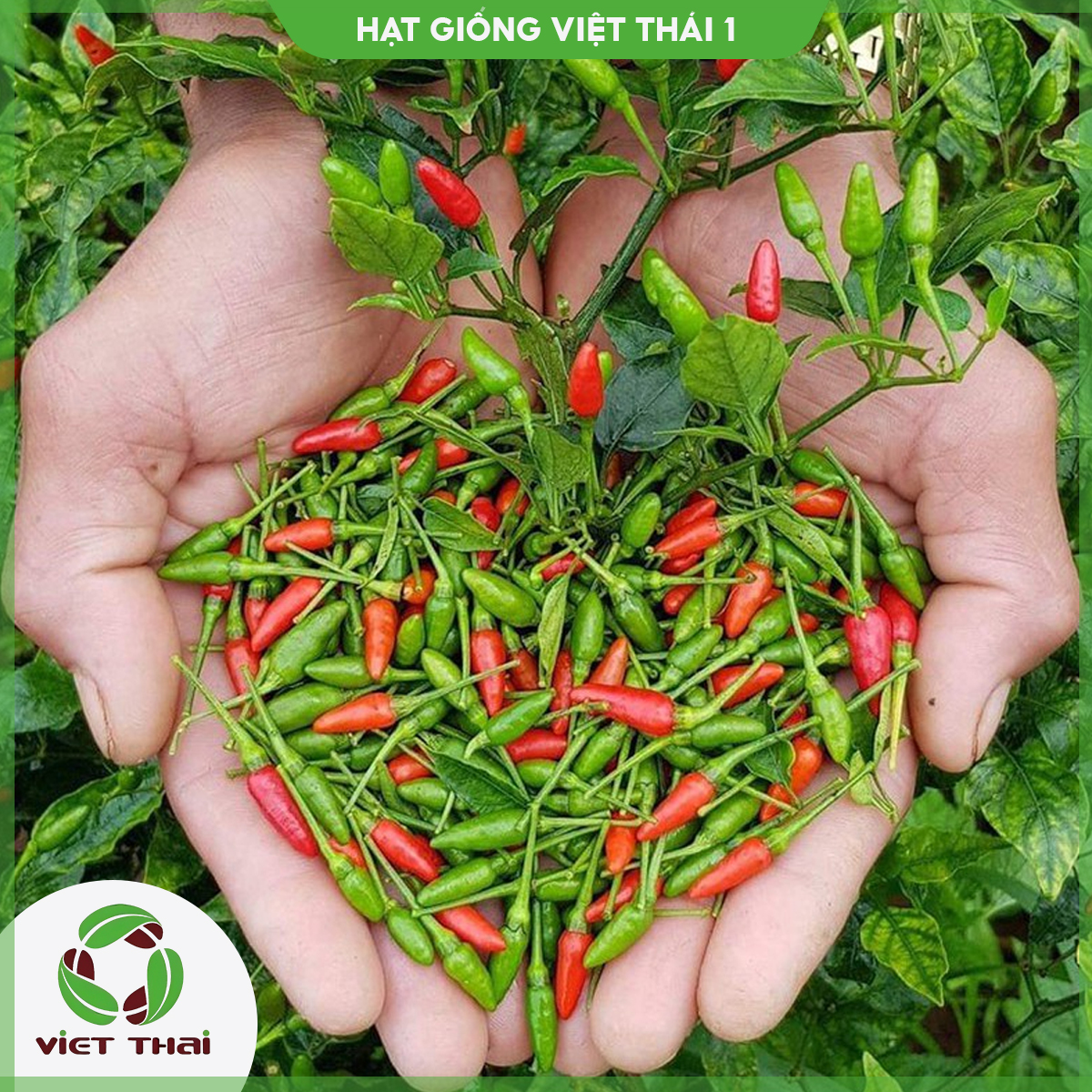 [SALE] Hạt giống Ớt Xiêm thơm cay TN - HGVT1