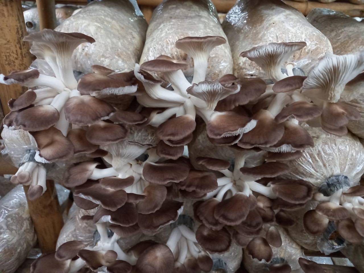 Phôi Nấm Bào ngư và Sò Thái (Combo 2 Bào ngư, 1 Sò)