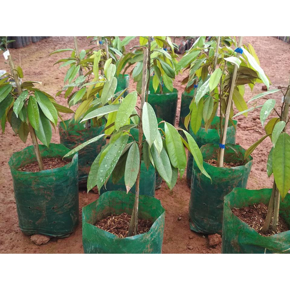 CÂY GIỐNG SẦU RIÊNG MUSANG KING (GIỐNG SẦU RIÊNG MALAYSIA HẠT LÉP)