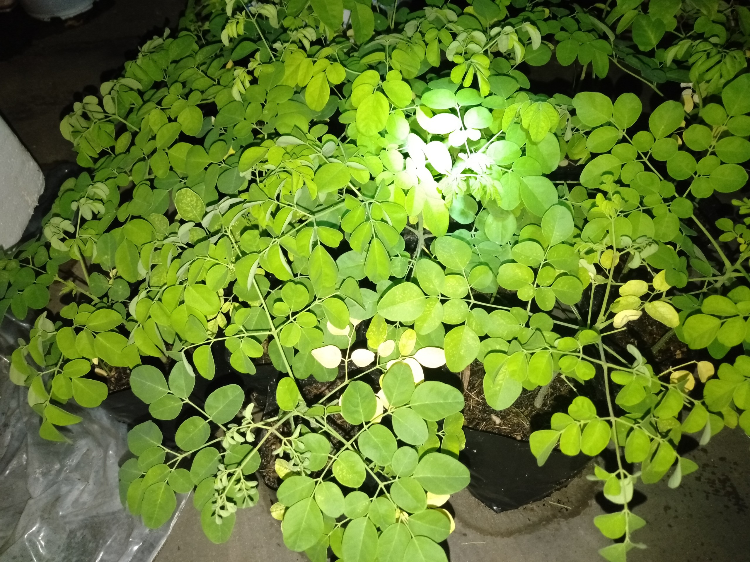 Cây giống chùm ngây Moringa cao 20cm