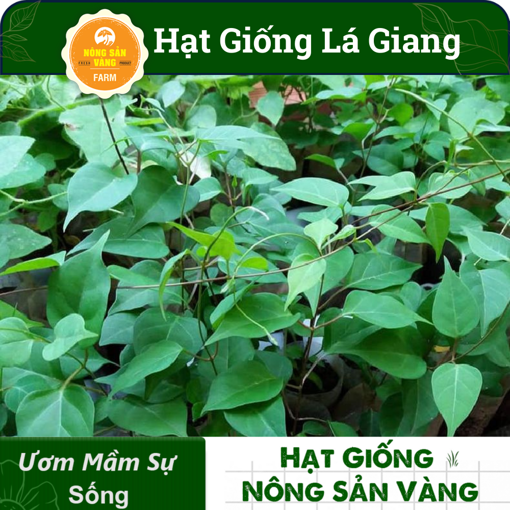 Hạt Giống Dây Giang (Lá Giang) Nảy Mầm Tốt, Phát Triển Mạnh (Gói 10 Hạt) - Nông Sản Vàng