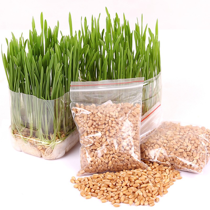 Wheat Grass Seeds for Dogs - 100 Grams