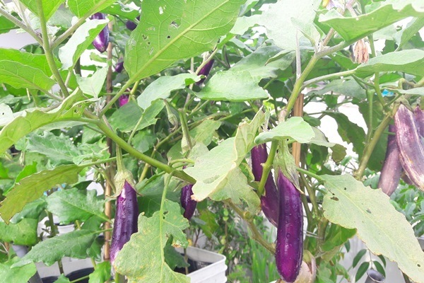 Hạt Giống Cà Tím Trái Dài