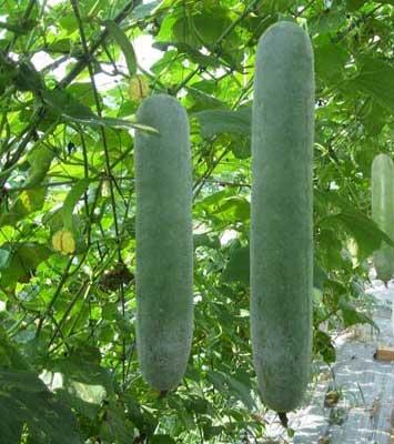 Bộ 2 gói hạt giống bí sặt cao sản - bí đao xanh dài - ( 2 gói 60 hạt )