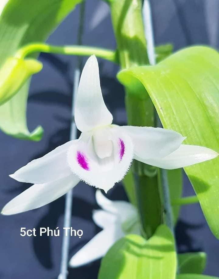 phi điệp 5 ct phú thọ hàng gieo hạt