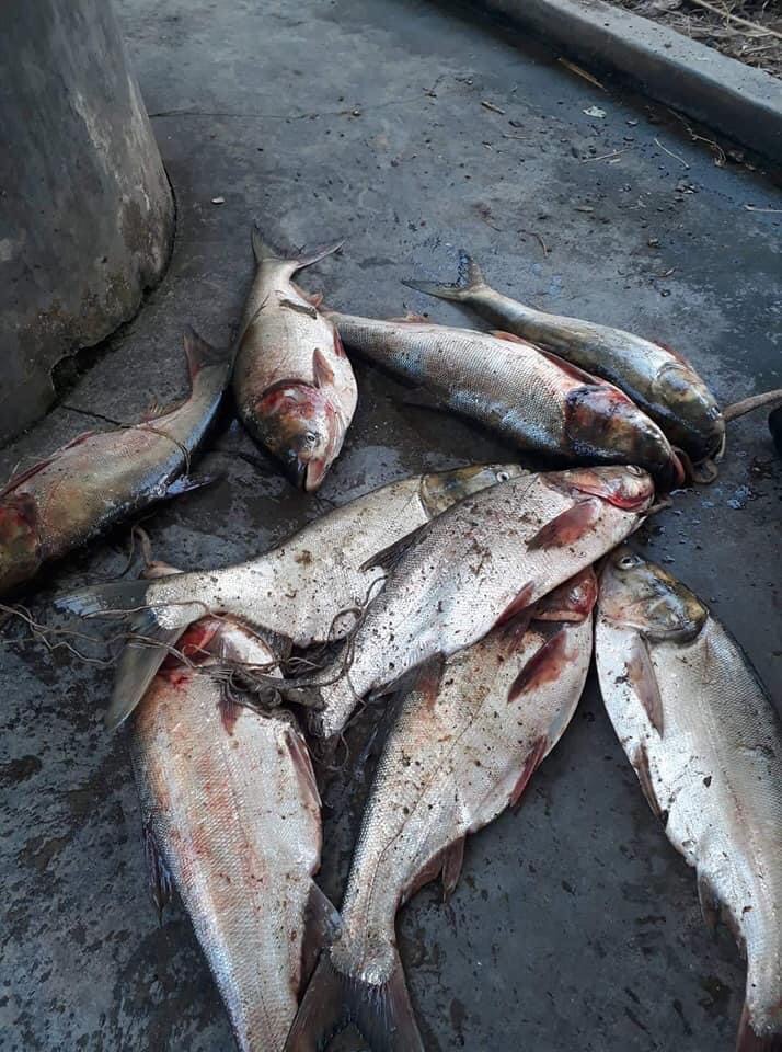 Mồi câu cá mè Nanbei hiệu quả cao (2 gói)