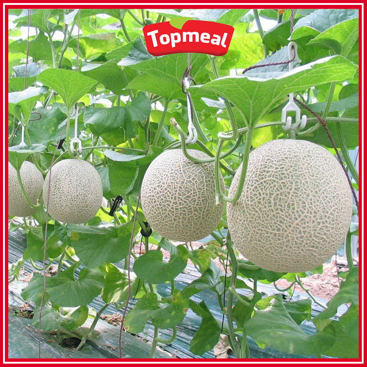 HCM - Dưa lưới (1.3 - 1.6kg) - [Giao nhanh TPHCM]