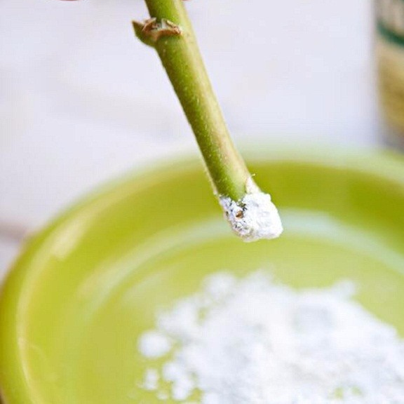 Rooting powder 35g Bột siêu kích rễ cho cây trồng, Hàng nhập Mỹ