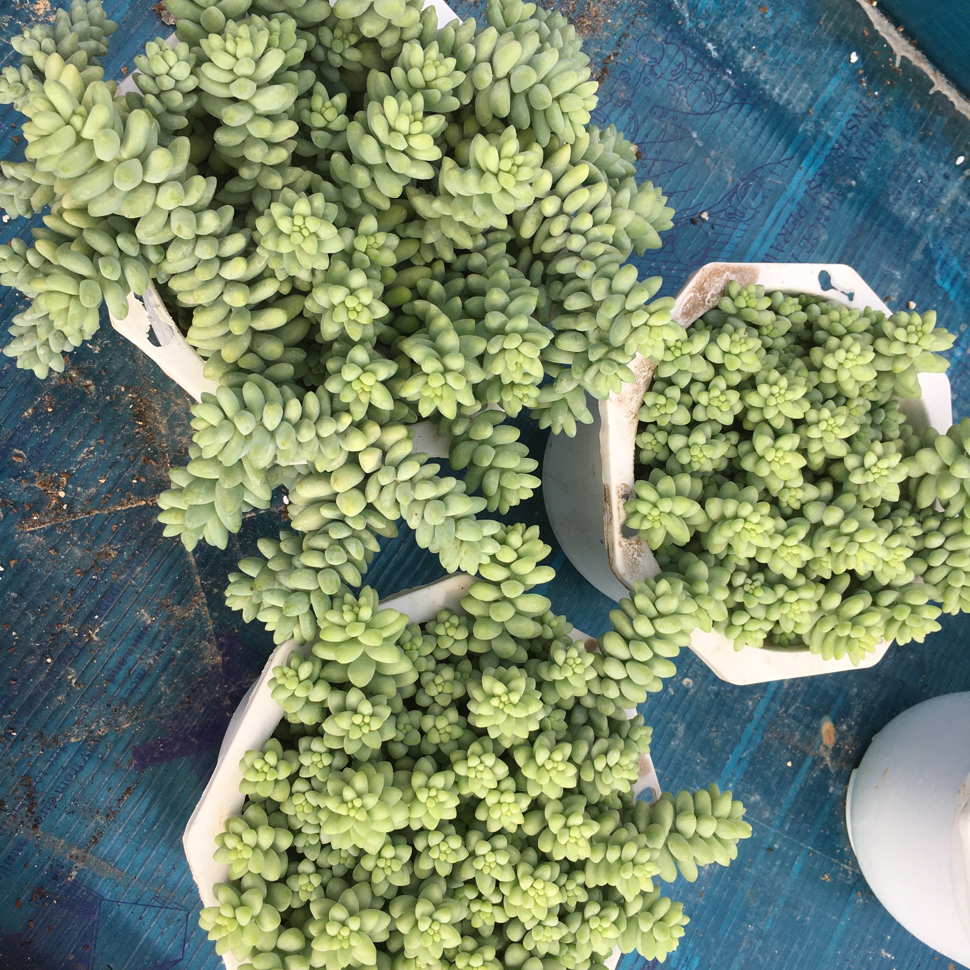 Chuổi ngọc lớn