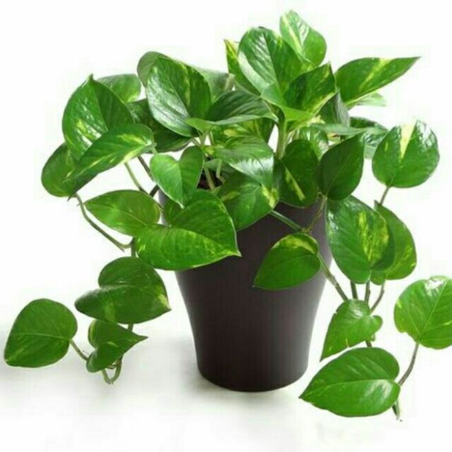 Cây trầu bà bầu rất.