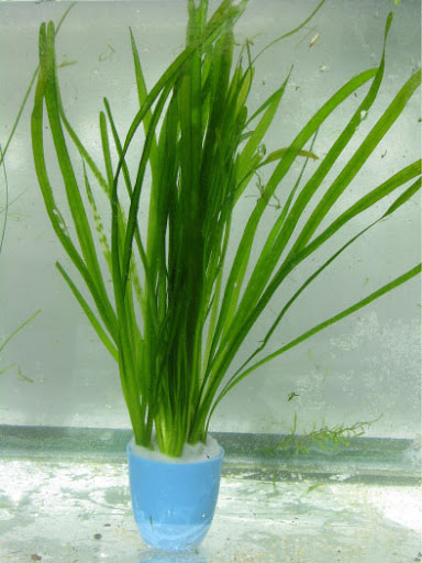 Cây thủy sinh hẹ thẳng
