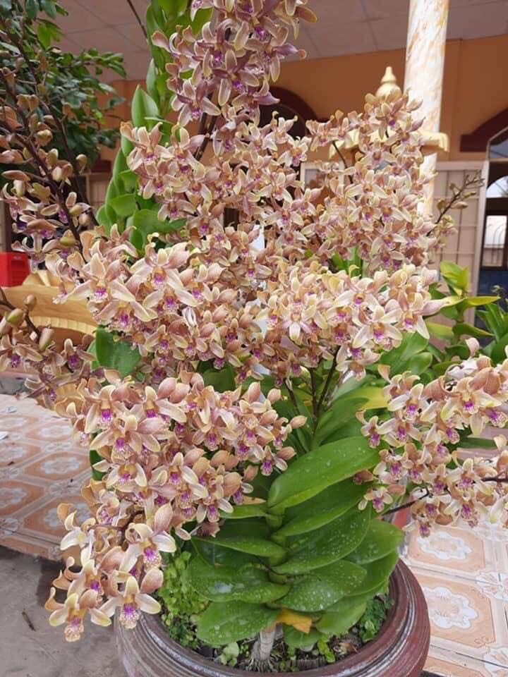 Hoa lan măng cụt xưa