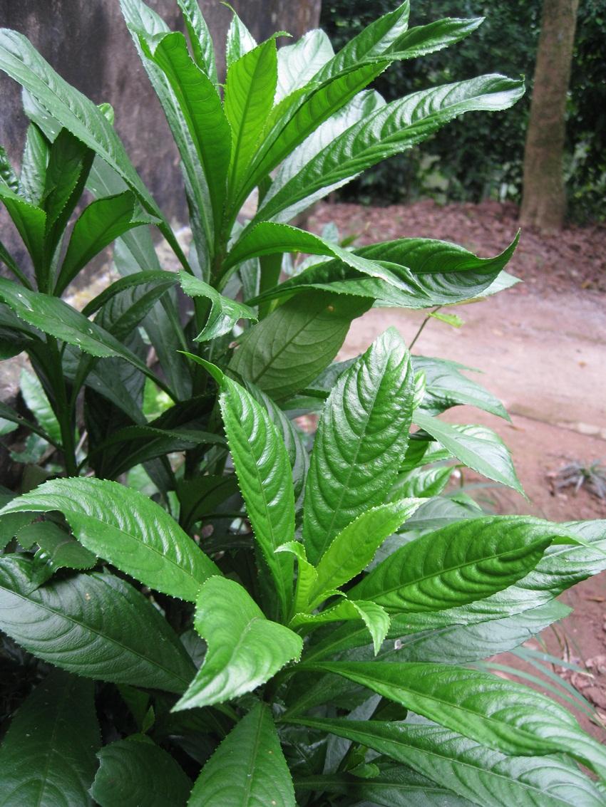 HẠT GIỐNG XƯƠNG SÔNG