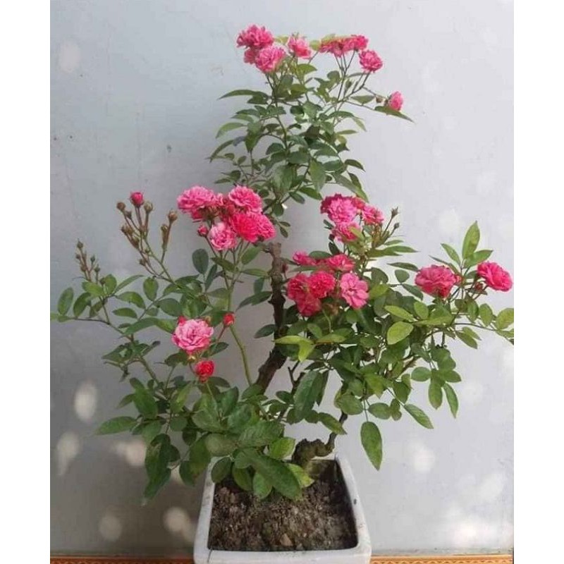 Zalo: 0965008983 cây giống hoa hồng chùm
