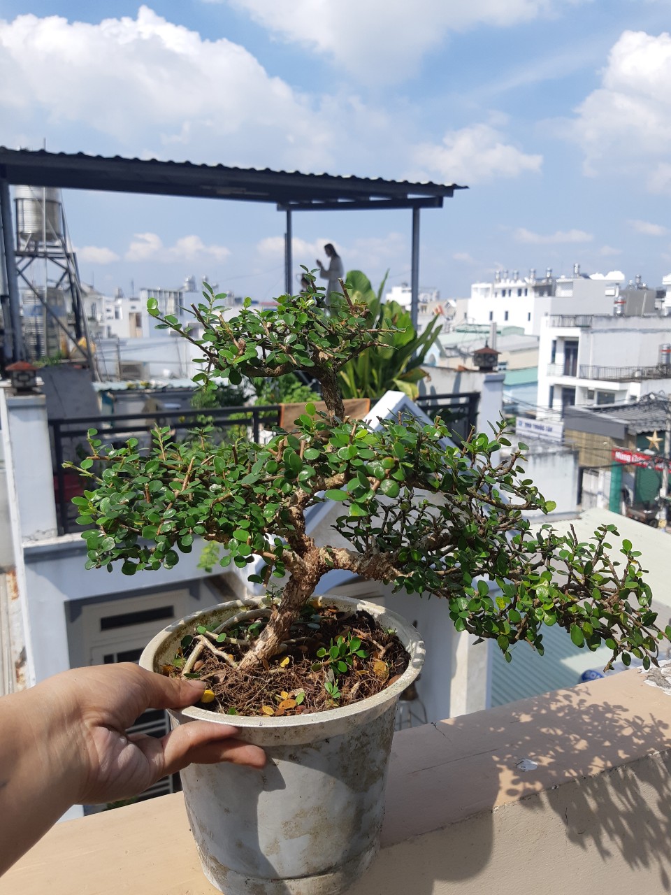 cây sam trái (sam núi) bonsai già