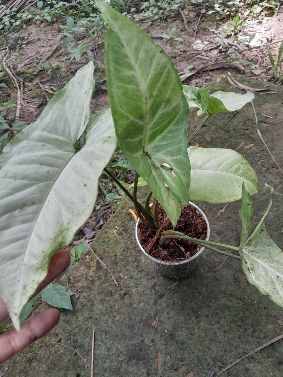 Trầu Bà Trắng ( trồng đất hay thủy sinh đều được)