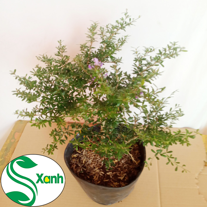 Cây Linh Sam Hoa Tím (tỉ lệ sống 100%)
