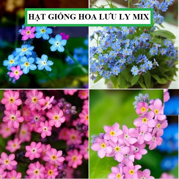 Hạt giống hoa lưu ly mix màu - 100 hạt/gói