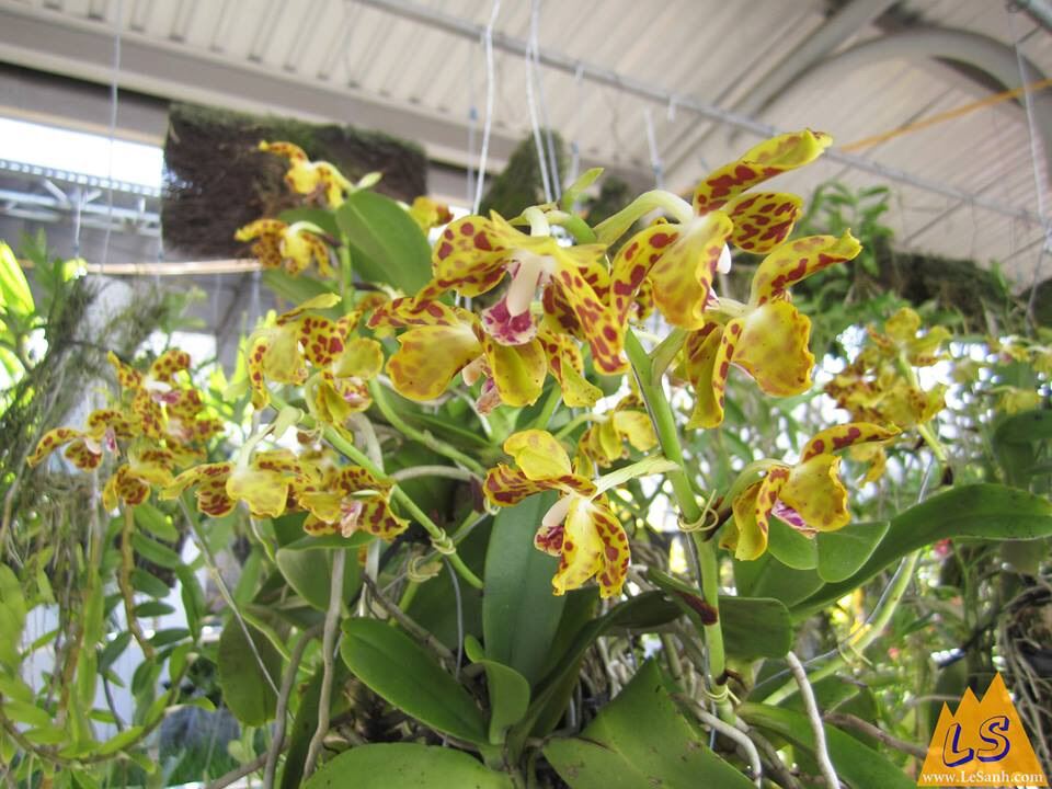 Hoa Lan cẩm báo(1 cây)