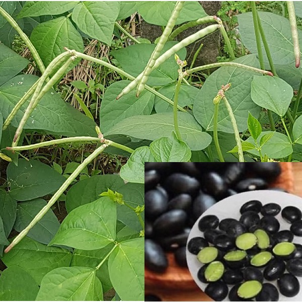 1KG Hạt giống đậu đen lòng xanh #[Seeds]