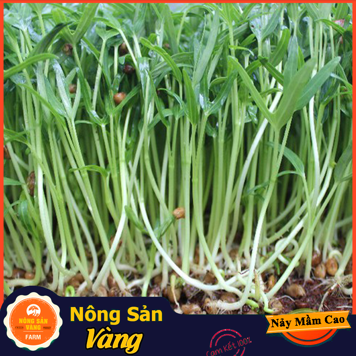 Hot sale easy care muffle vegetable sprout seeds heat preservation good health use (20 gram pack)-shallow yellow