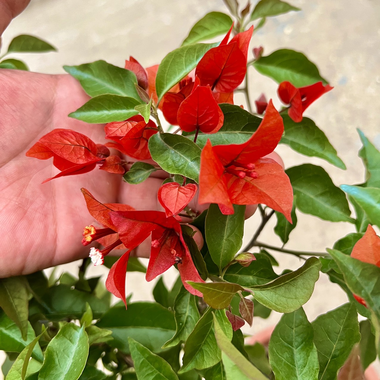 Cây hoa giấy đỏ lửa trưởng thành - Red Samba đang hoa cao 80cm (Ảnh thật).