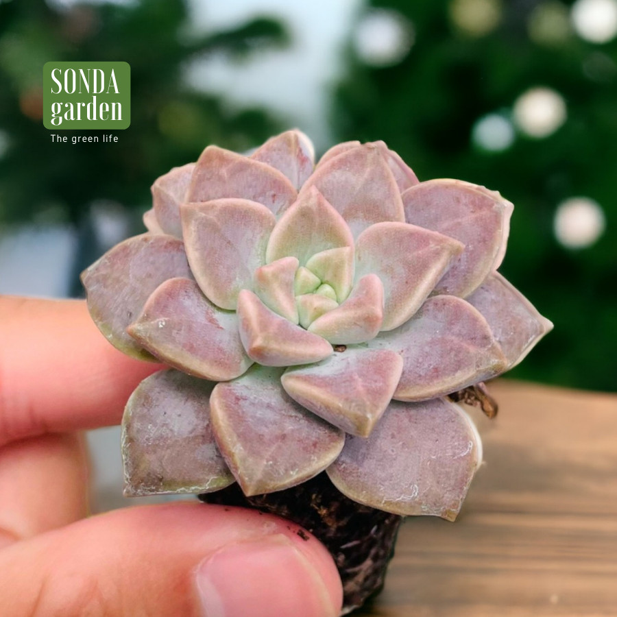 SEN ĐÁ ĐÁ TÍM SIZE MINI LỖI 1 ĐỔI 1