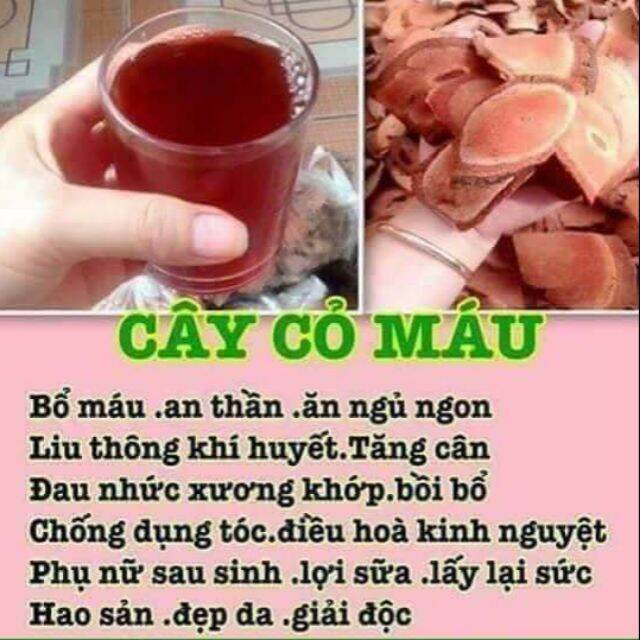 [GIÁ TỐT] Cây cỏ máu phơi khô (huyết đằng) chuẩn quảng bình.