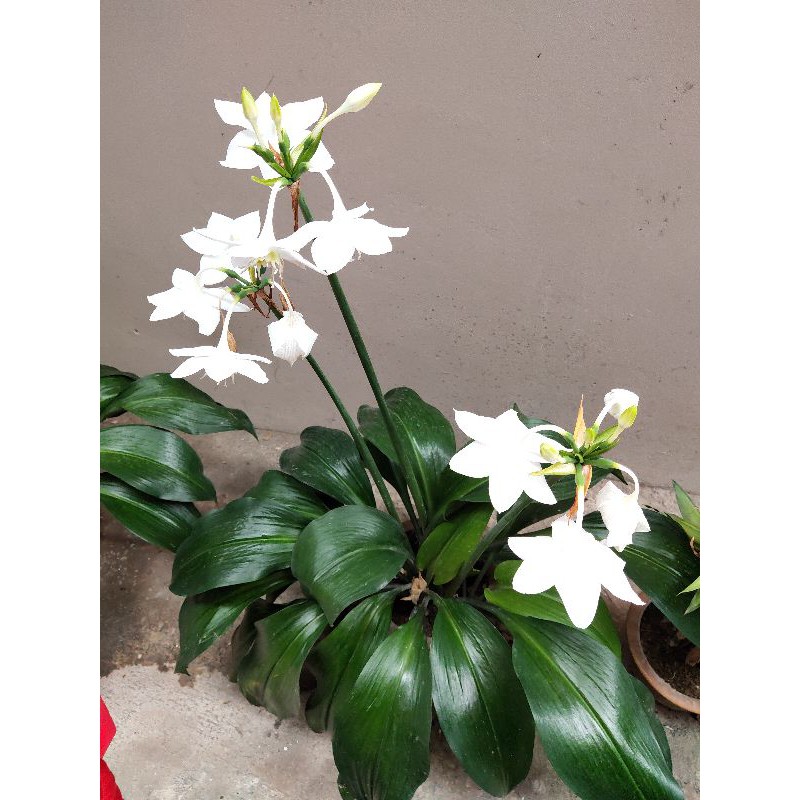 Củ hoa ngọc trâm