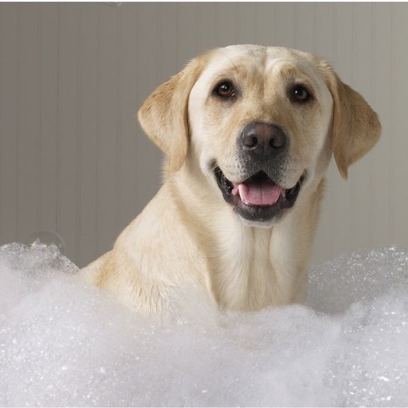 Sữa Tắm Cho Chó Beaphar Every Dog Healthy Coat (Nhập khẩu từ Hà Lan)