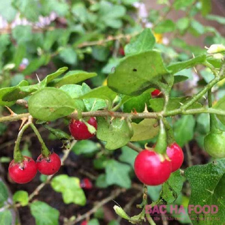 CÂY GIỐNG CÀ GAI LEO SIÊU TỐT