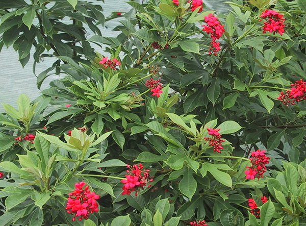[Cây giống hoa] Hồng Mai - Trang Flowers