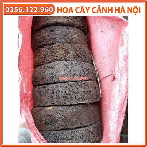 Bộ 5 dớn đĩa trồng lan