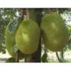 Com bo 2 Cây Giống Mít Thái Siêu Sớm