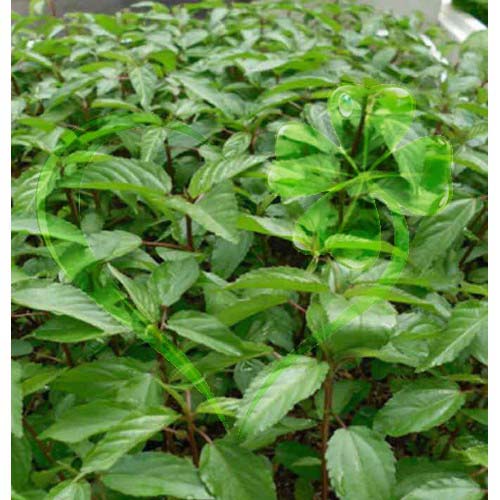 Hạt giống rau đay đỏ (bố)- gói 10 gram