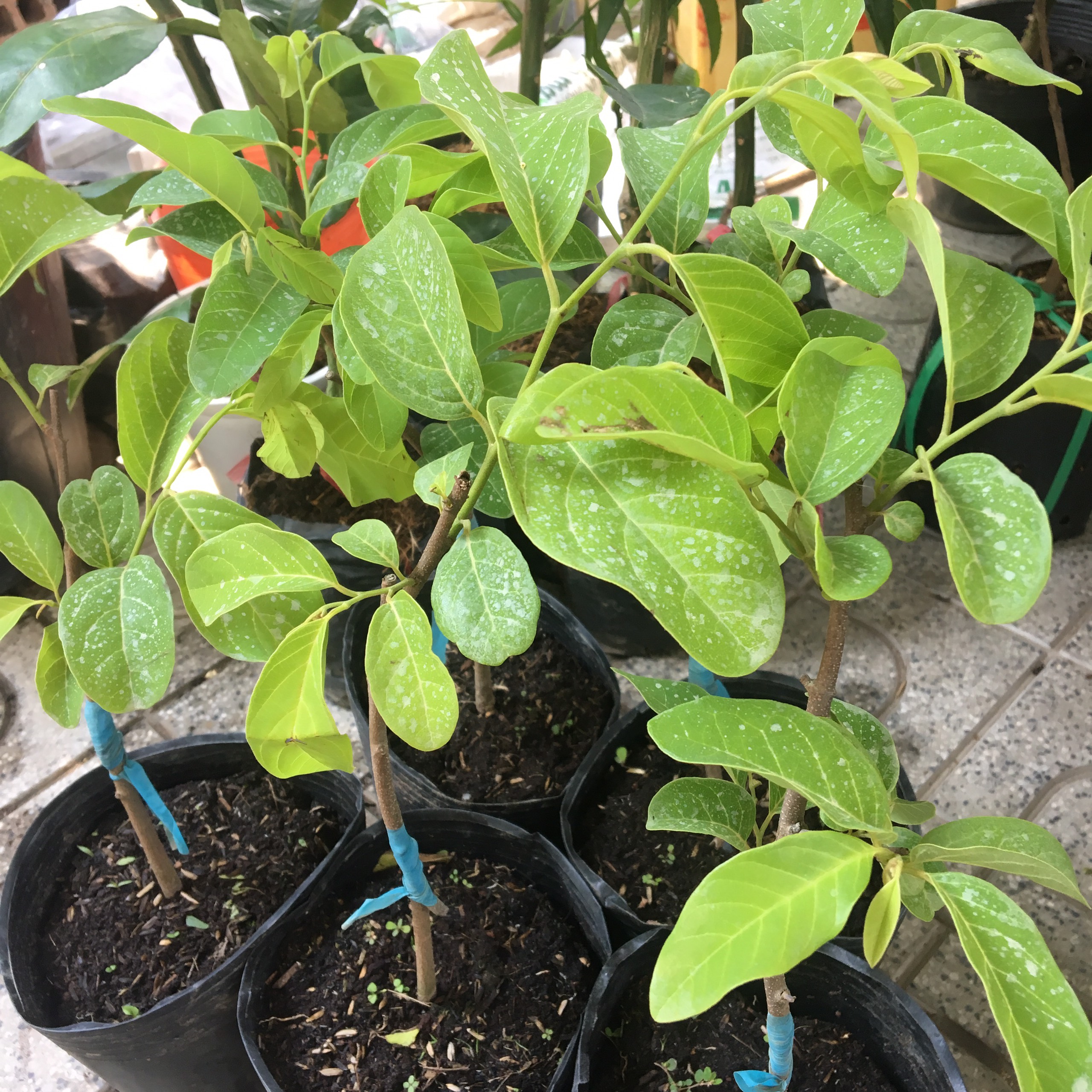 Cây na giống, có ảnh thật