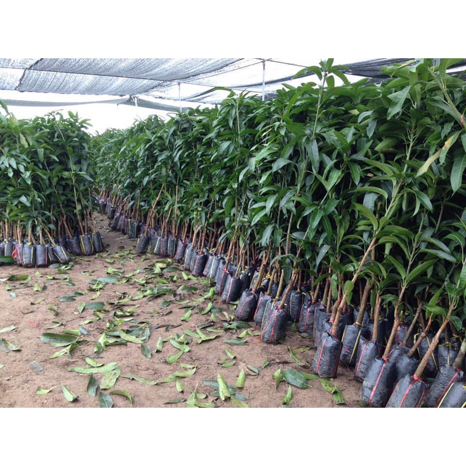 Cây giống xoài tím vỏ tím ruột vàng